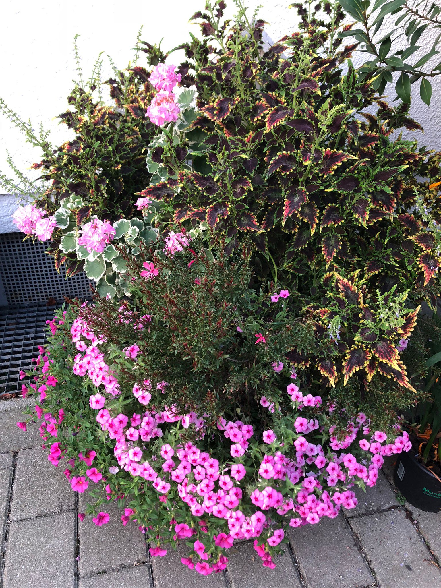 Fachgerechter Obstbaumschnitt - gesunde Bäume für reiche Ernte